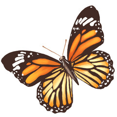 Butterfly icon, clipping path included, illustration