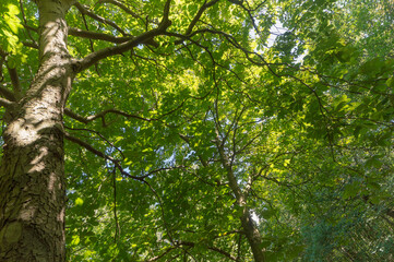 Forest trail on a sunny day in The Noordhollands Duinreservaat, The Netherlands