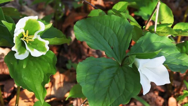 Interesting Green Trillium in a woodland scene. White Trillium that have been infected with mycoplasma-like organisms