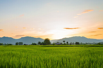 beautiful view of rice field and sunrise over the mountain in the morning with blue sky background.