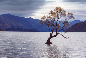 Wanaka tree