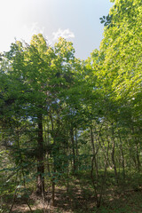 Fototapeta premium Forest trail on a sunny day in The Noordhollands Duinreservaat, The Netherlands