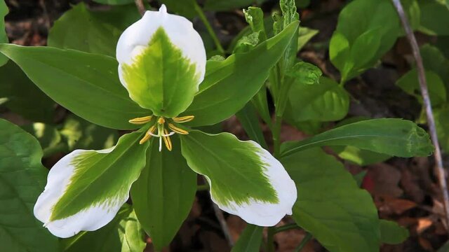 Interesting Green Trillium. White Trillium that have been infected with mycoplasma-like organisms