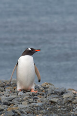 Gentoo penguin (Pygoscelis papua) on a graveled beach, Fortuna Bay, South Georgia, South Georgia and the Sandwich Islands, Antarctica