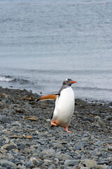 Obraz premium Gentoo penguin (Pygoscelis papua) on a graveled beach, Fortuna Bay, South Georgia, South Georgia and the Sandwich Islands, Antarctica