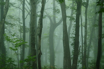靄の中の木々