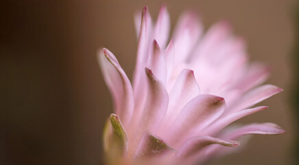 gymnocalycium stenopleurum cactus flower 