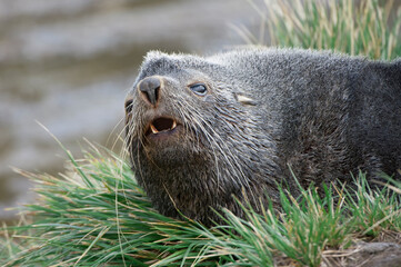 Obraz premium Antarctic Fur Seal (Arctocephalus gazella), Fortuna Bay, South Georgia Island