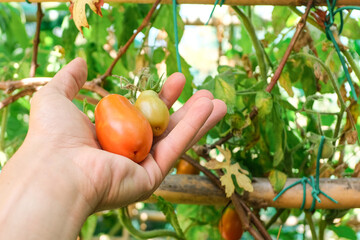 Farmer man holding a fresh genuine tomato in rural house farm,cilento italy,healthy food 