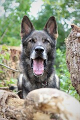 Portrait eines reinrassigen Deutschen Schäferhund im Wald Bäume Natur