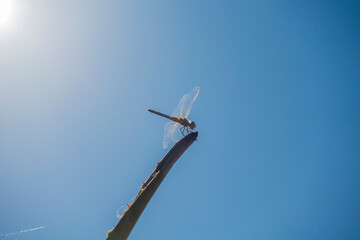 libélula en punta de rama © daniel88mu