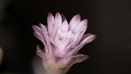 gymnocalycium stenopleurum cactus flower 