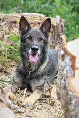 Portrait eines reinrassigen Deutschen Schäferhund im Wald Bäume Natur
