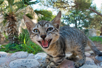 Obraz premium Adorable gato callejero jugando