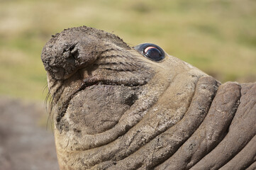 Head of a Southern Elephant Seal (Mirounga leonina), Fortuna Bay, South Georgia Island