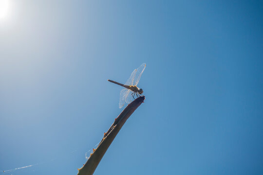 lib&eacute;lula en punta de rama
