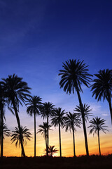 Fototapeta na wymiar palm trees sunset golden blue sky backlight is my property and my area