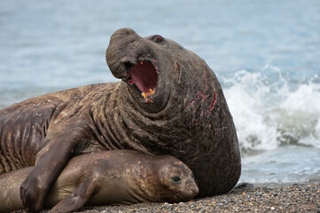 Southern Elephant Seal (Mirounga leonina) mating, St. Andrews Bay, South Georgia Island