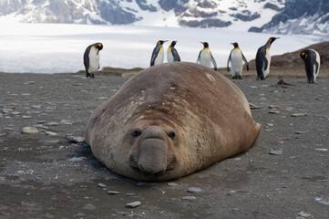 Male Southern Elephant Seal (Mirounga leonina), St. Andrews Bay, South Georgia Island