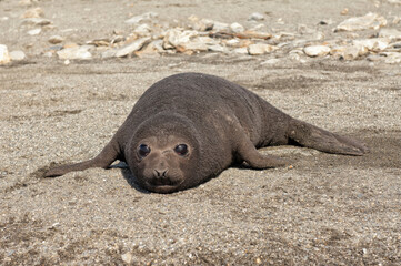 Southern Elephant Seal pup (Mirounga leonina), St. Andrews Bay, South Georgia Island