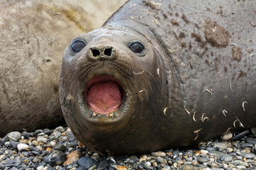Female Southern Elephant Seal (Mirounga leonina), St. Andrews Bay, South Georgia Island