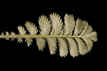 Silverweed (Potentilla anserina). Leaf Closeup