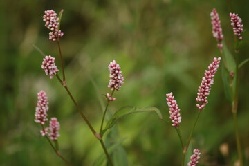 wild flowers in the field