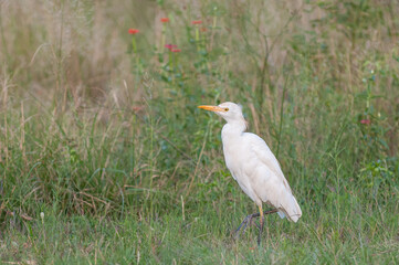 Cattle egret 2