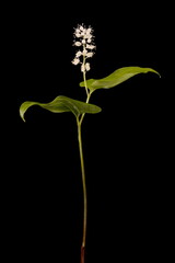 May Lily (Maianthemum bifolium). Habit
