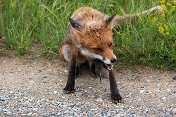 a fox is eating an European Water Vole