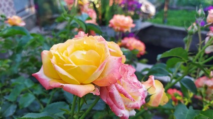 pink and yellow rose