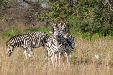 Fototapeta na wymiar Plains zebras (Equus quagga)