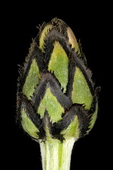 Mountain Cornflower (Centaurea montana). Young Capitulum Closeup