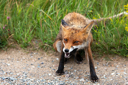 A fox is eating an European Water Vole
