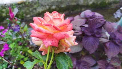 pink and yellow flower