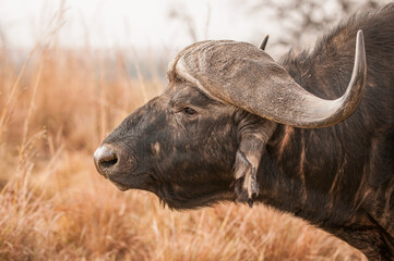 Male Cape buffalo (Syncerus caffer) portrait