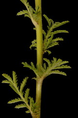 Yellow Chamomile (Cota tinctoria). Stem and Leaves Closeup