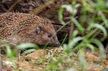 A hedgehog sitting in the garden beside a wooden beam behind some plants. Seen in Germany in July.