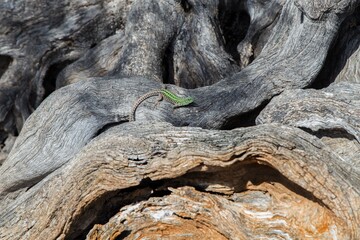 1000 years old olive tree in Lun, island PAG (HR), Croatia