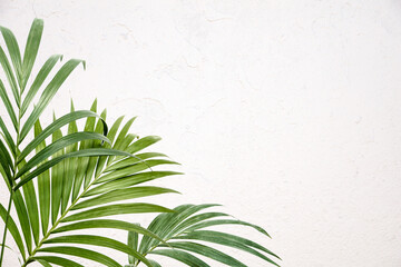 Fresh green tropical palm fronds or leaves. Kentia palm on white wall background