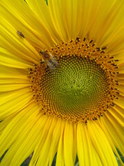 Sonnenblume mit Biene
