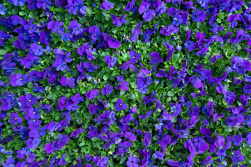 Blumenbeet mit vielen kleinen, blau lila Hornveilchen von oben