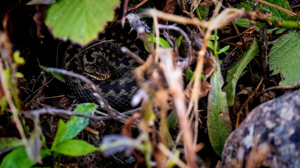 Venemous adder snake coiled to strike