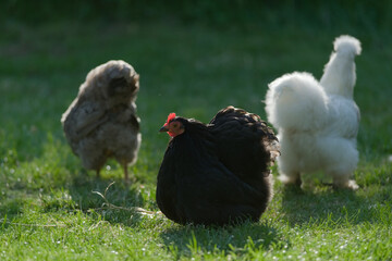 6 - Trio of pet bantam chickens back lit on a dark background and lawn.