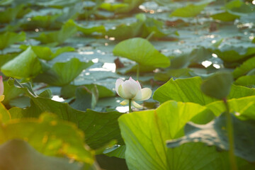 Laghetto con fiori di loto al tramonto. Italia
