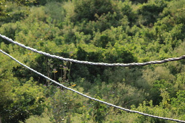 Electric wire in the forest