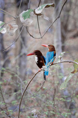 White-Throated Kingfisher (Halcyon smyrnensis smyrnensis), Alcedinidae Family, Coraciiformes Order, Ranthambhore National Park, Rajasthan