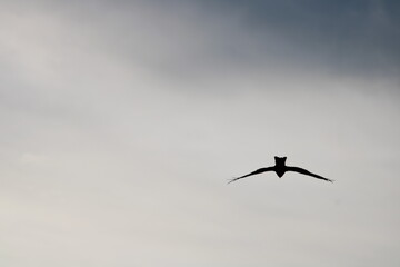 birds in the sky