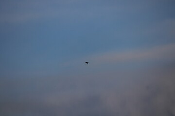 flying in the sky