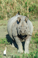 Fototapeta premium Indian rhinoceros (Rhinoceros unicornis) with cattle egret (Bubulcus ibis) and Myna birds, Kaziranga National Park, Assam, India